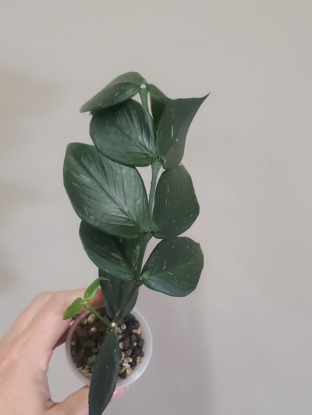 Hoya Polyneura Rooted With New Growth